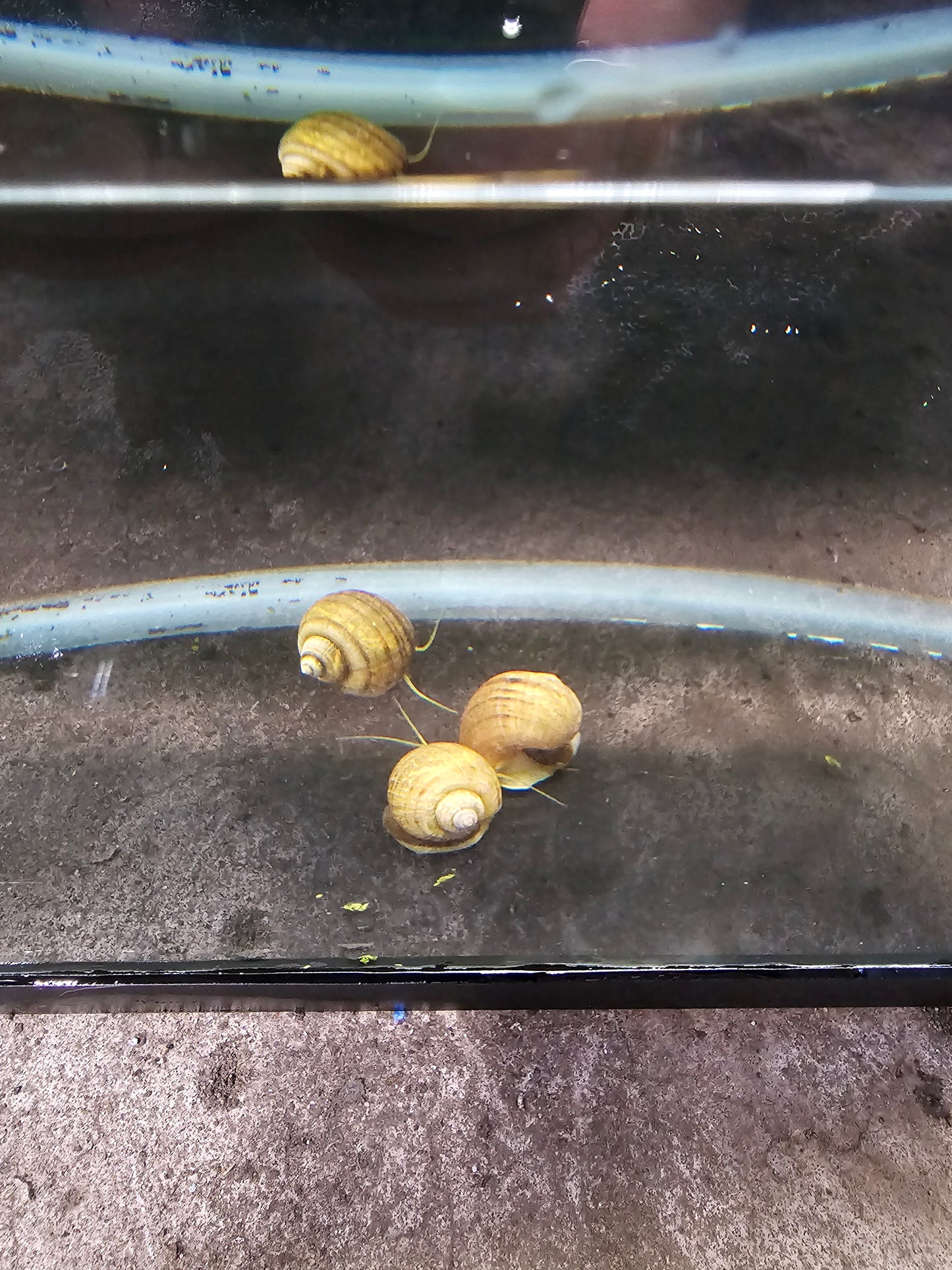 Albino Mystery Snail (Pomacea bridgesii)