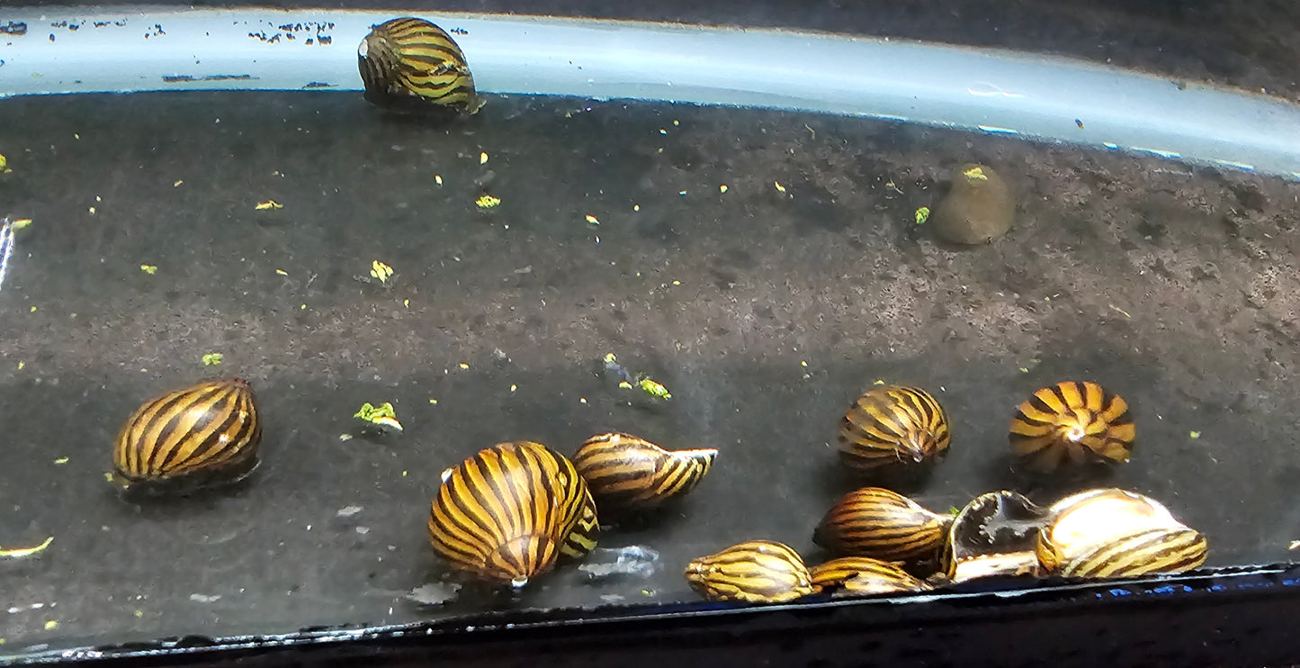 Zebra Snail (Neritina natalensis)