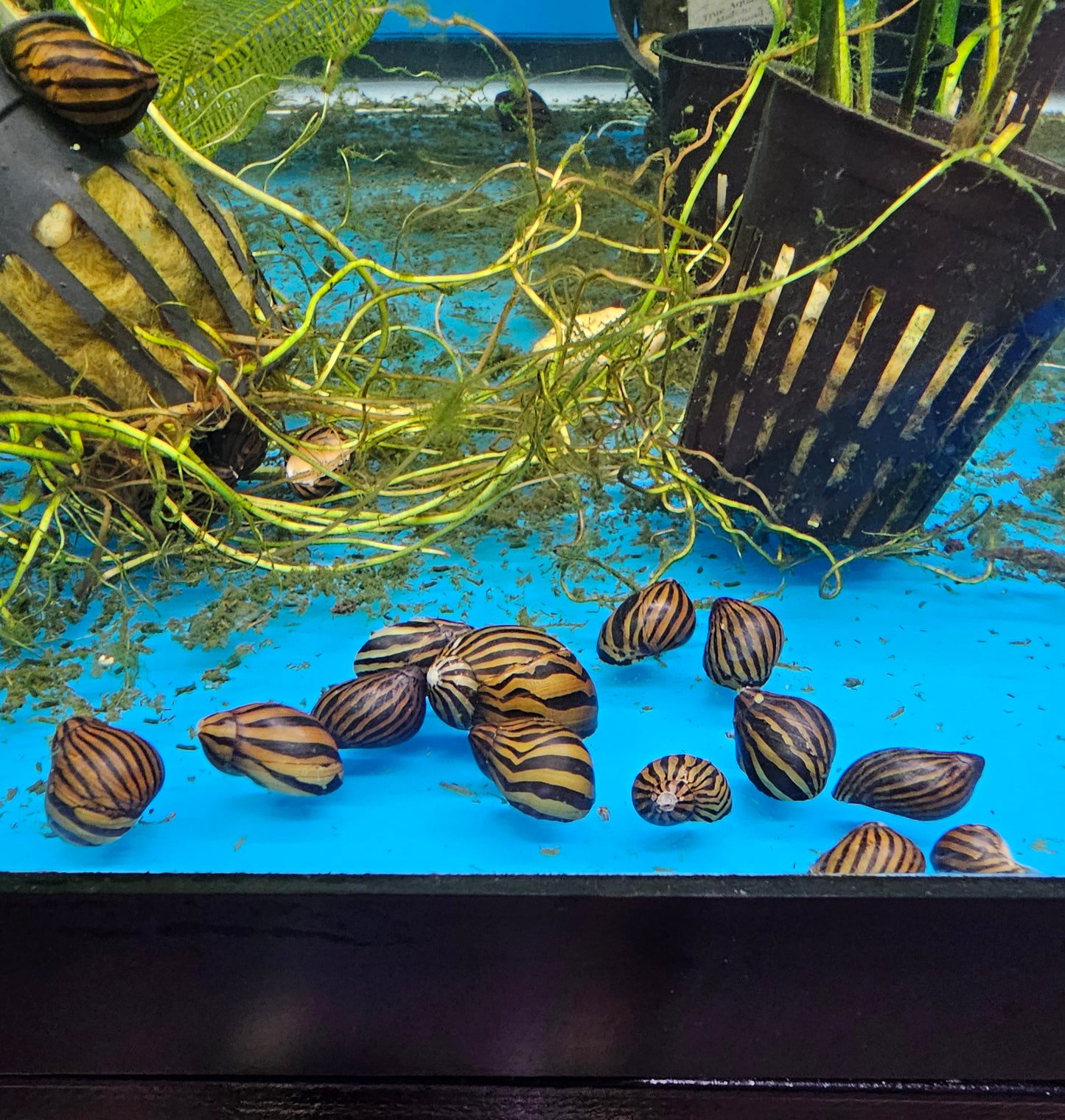Zebra Snail (Neritina natalensis)