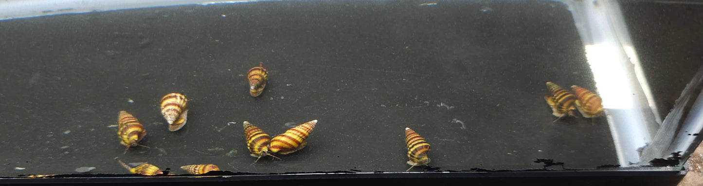 Assassin Snail (Clea helena)