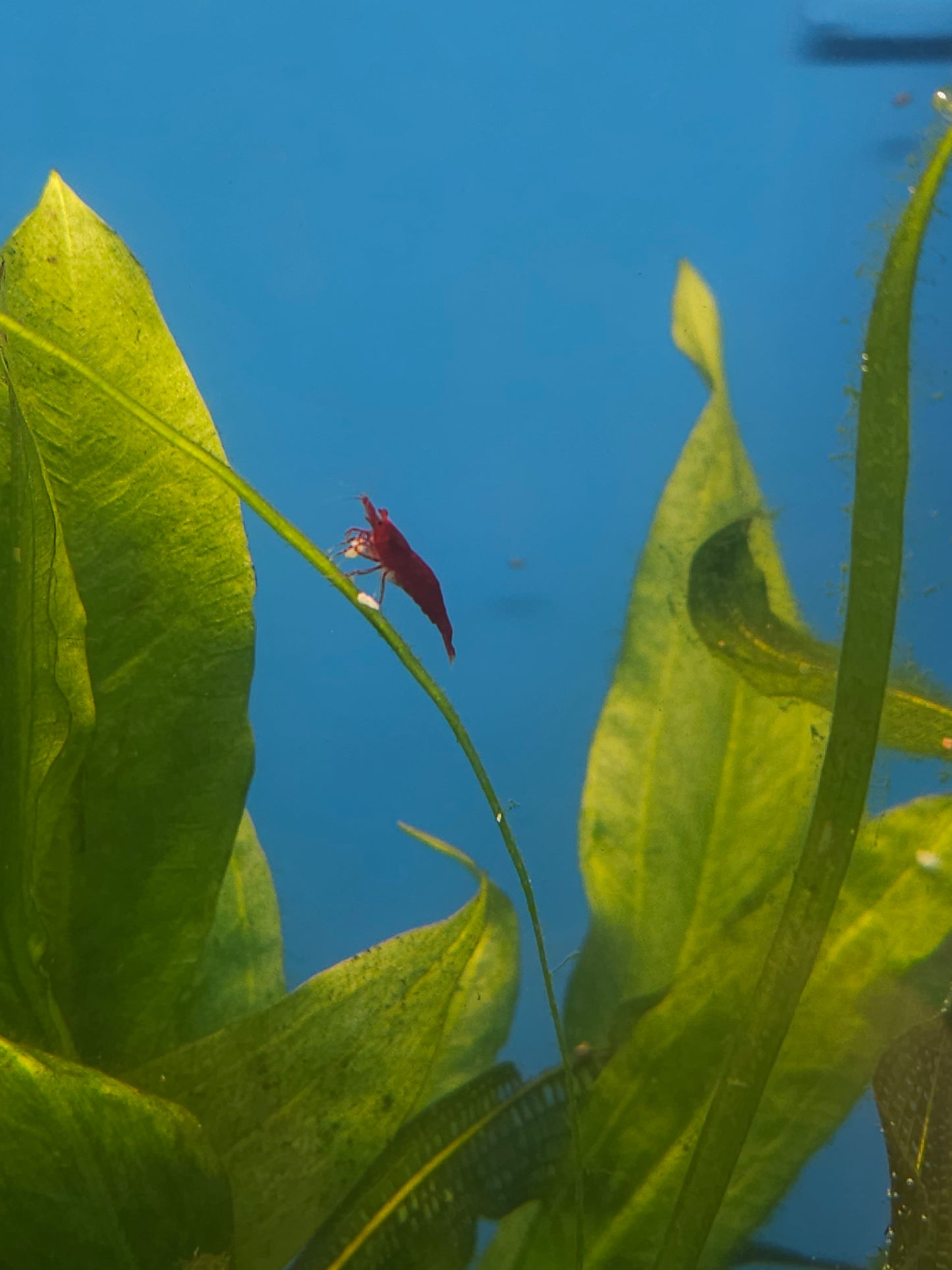 Red Cherry Shrimp (Neocaridina davidi)