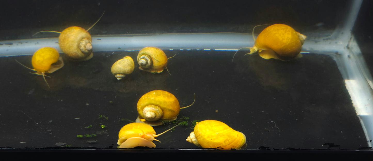 Gold Mystery Snail (Pomacea bridgesii)