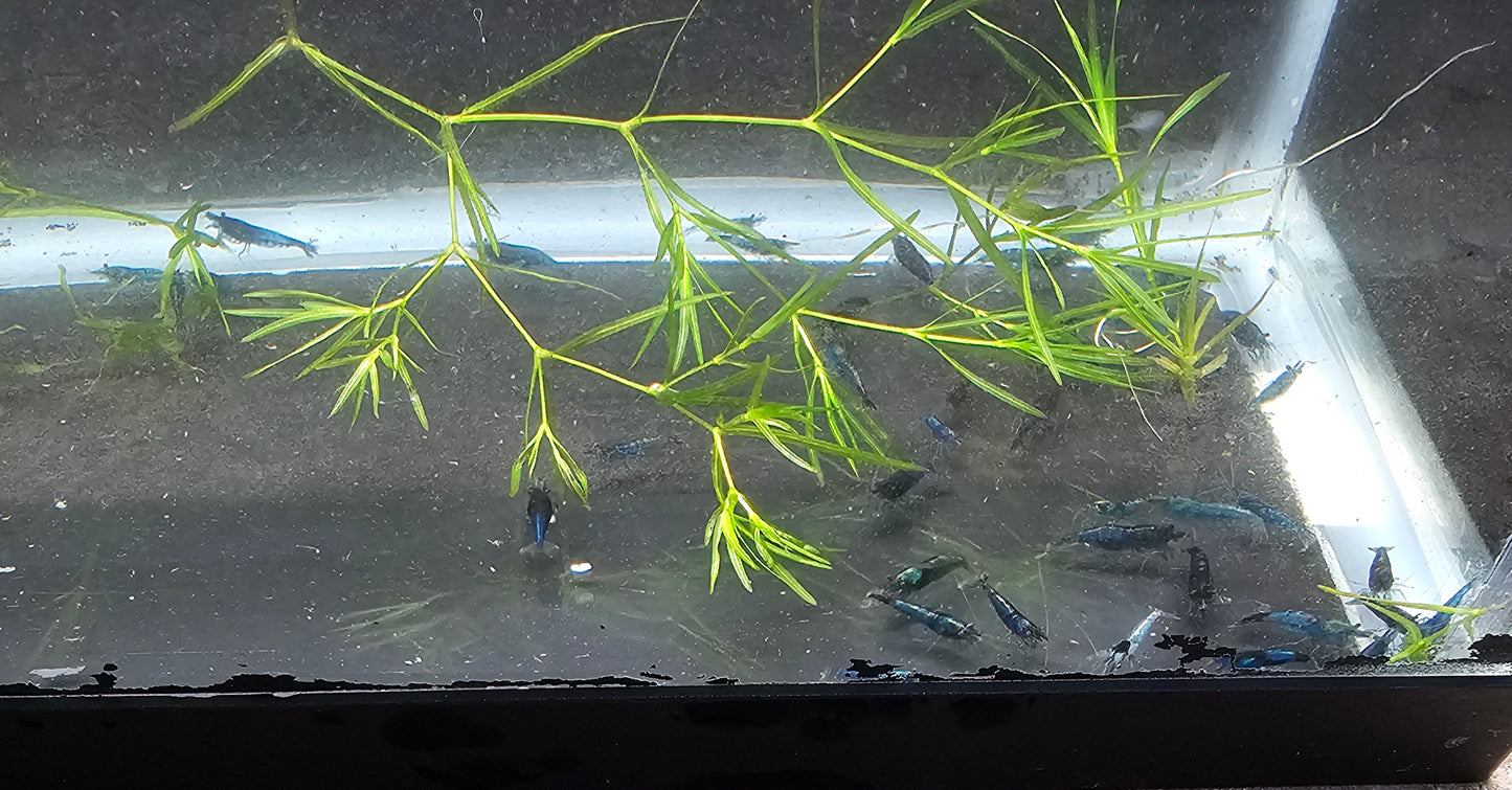 Blue Velvet Shrimp (Neocaridina davidi)