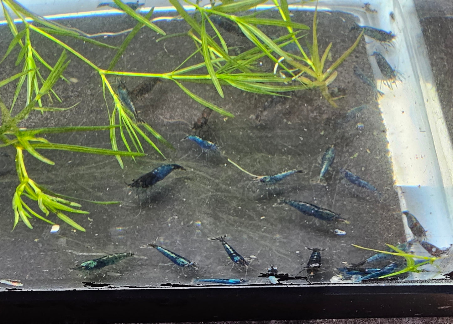 Blue Velvet Shrimp (Neocaridina davidi)