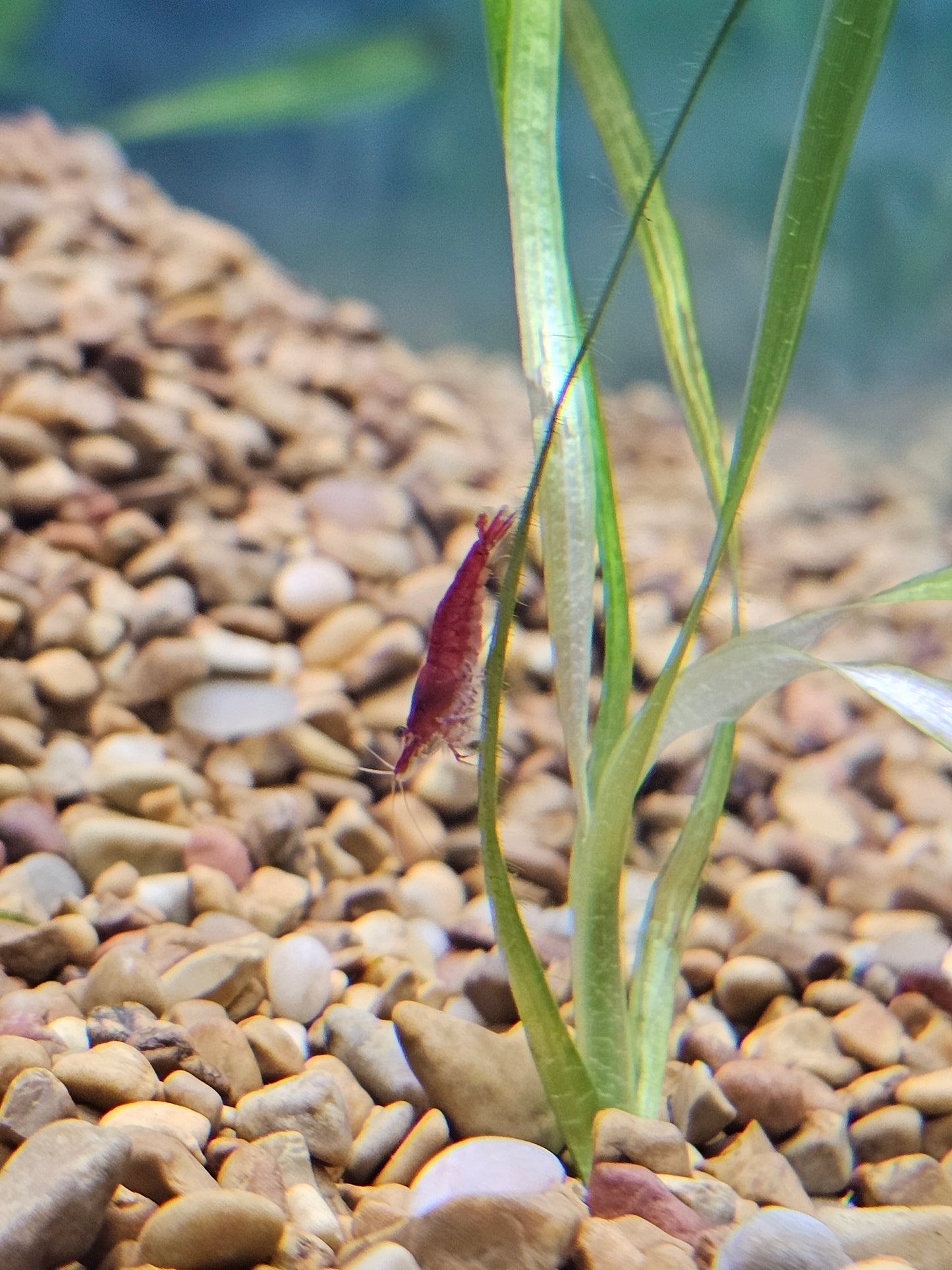 Red Cherry Shrimp (Neocaridina davidi)