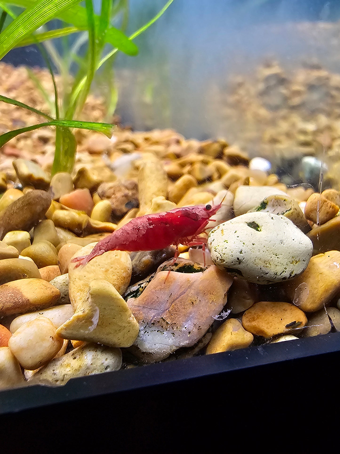 Red Cherry Shrimp (Neocaridina davidi)