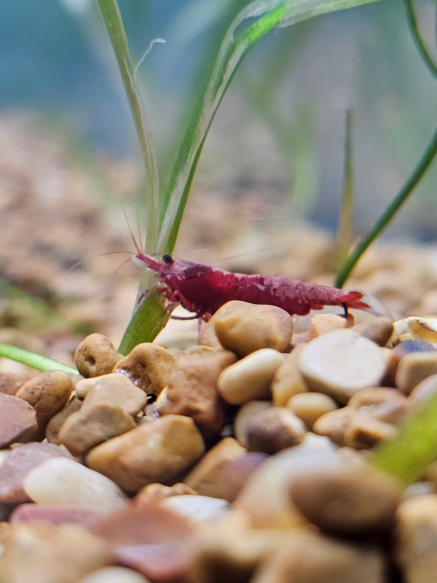 Red Cherry Shrimp (Neocaridina davidi)