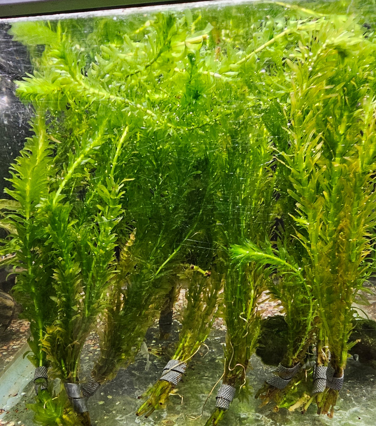 Anacharis