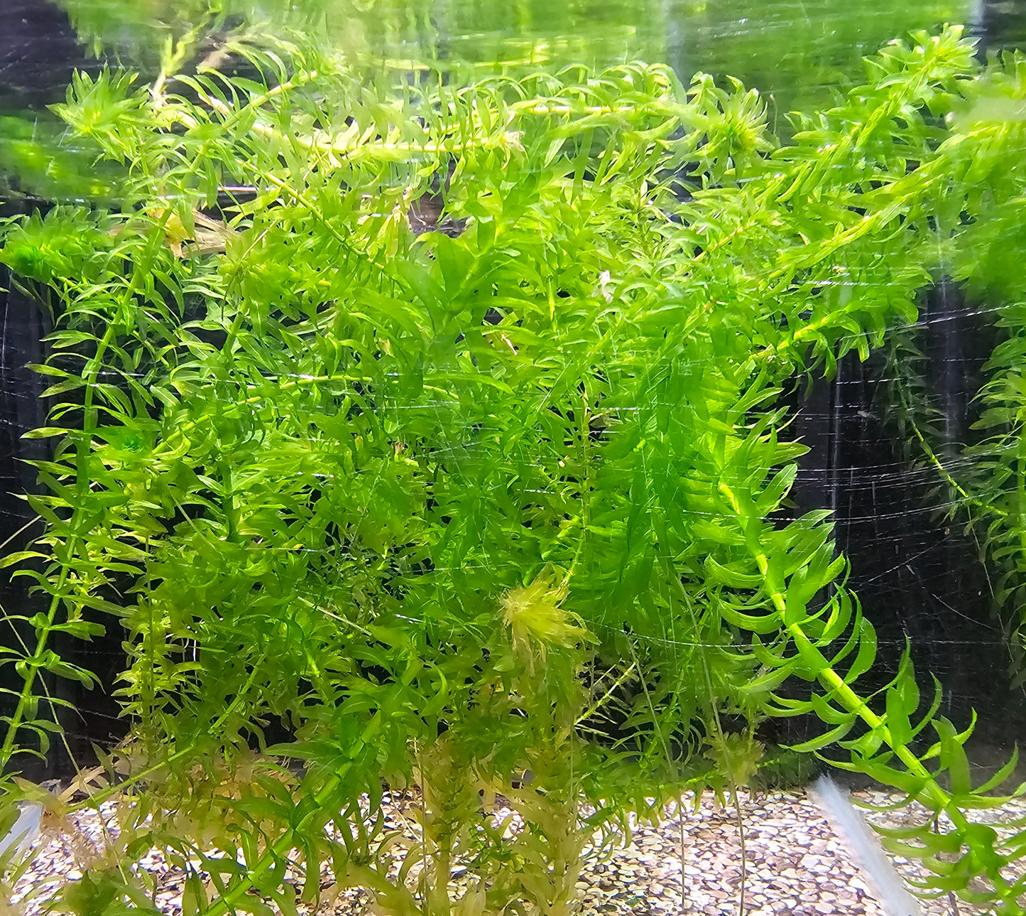 Anacharis