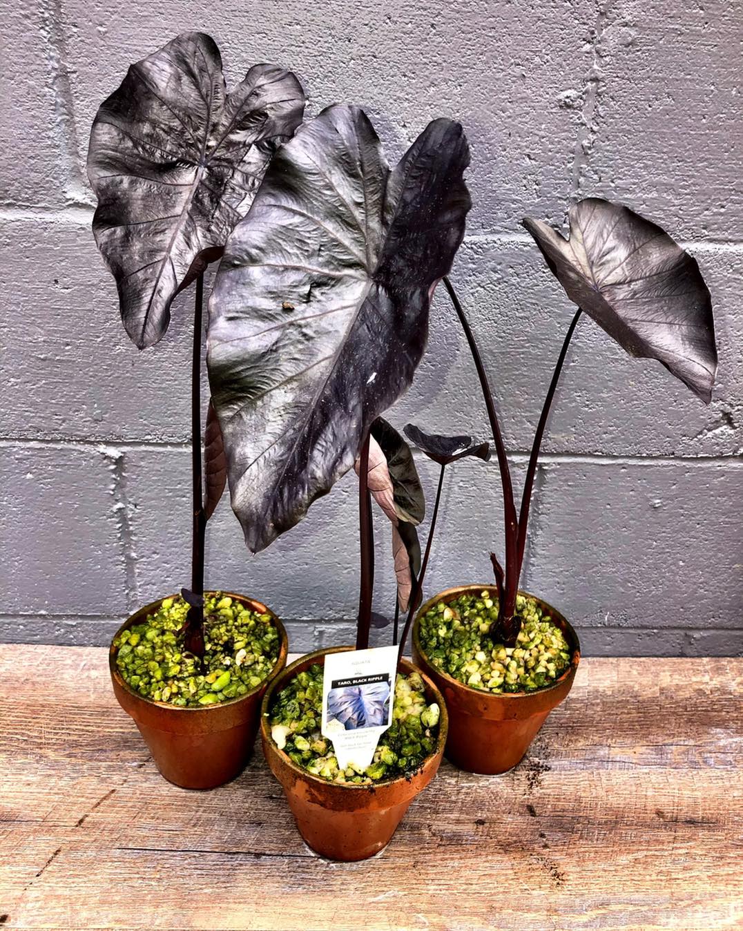 taro plant in pot Black Magic Taro – Flowing Oasis