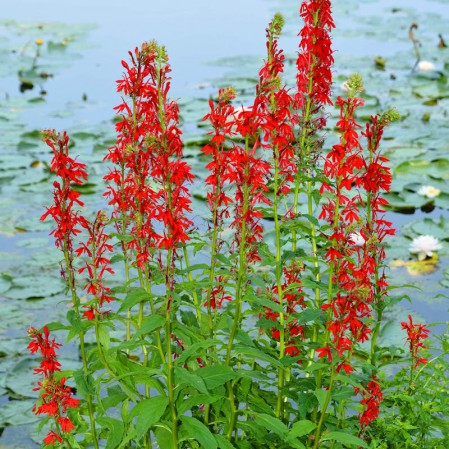 Cardinal Flower