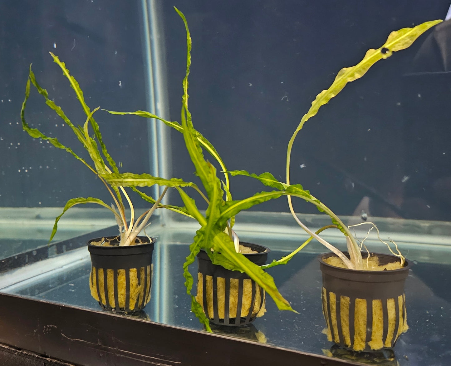 Cryptocoryne Balansae