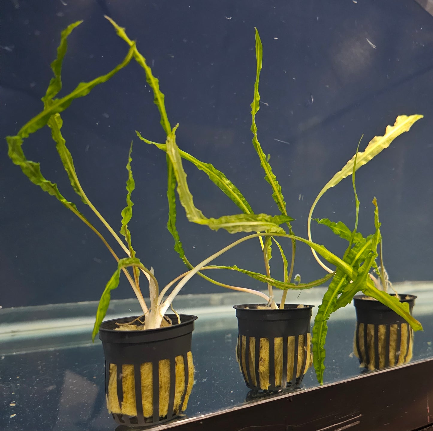 Cryptocoryne Balansae