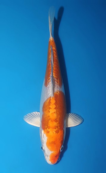 Doitsu Kikusui