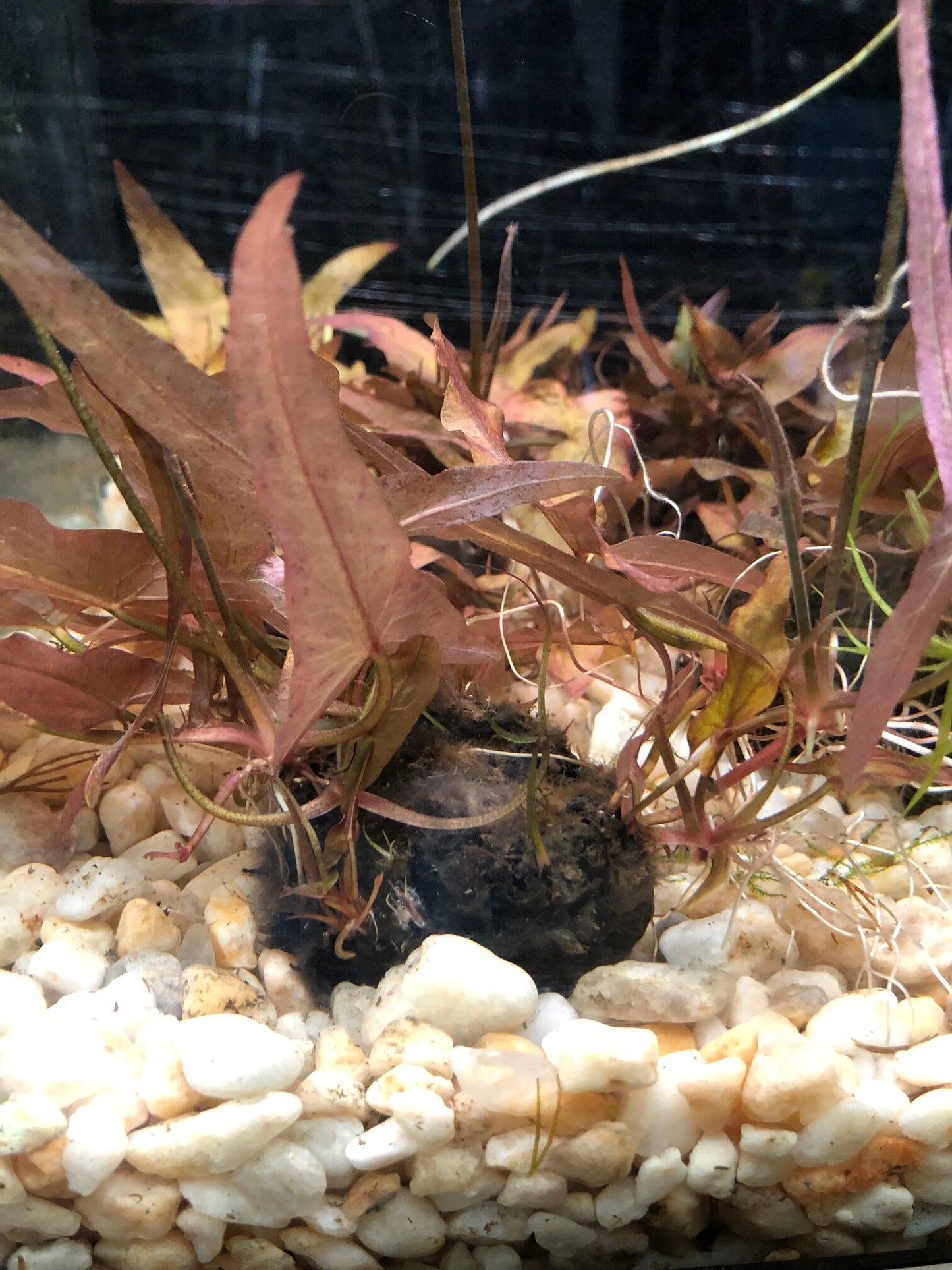 Dwarf Lily