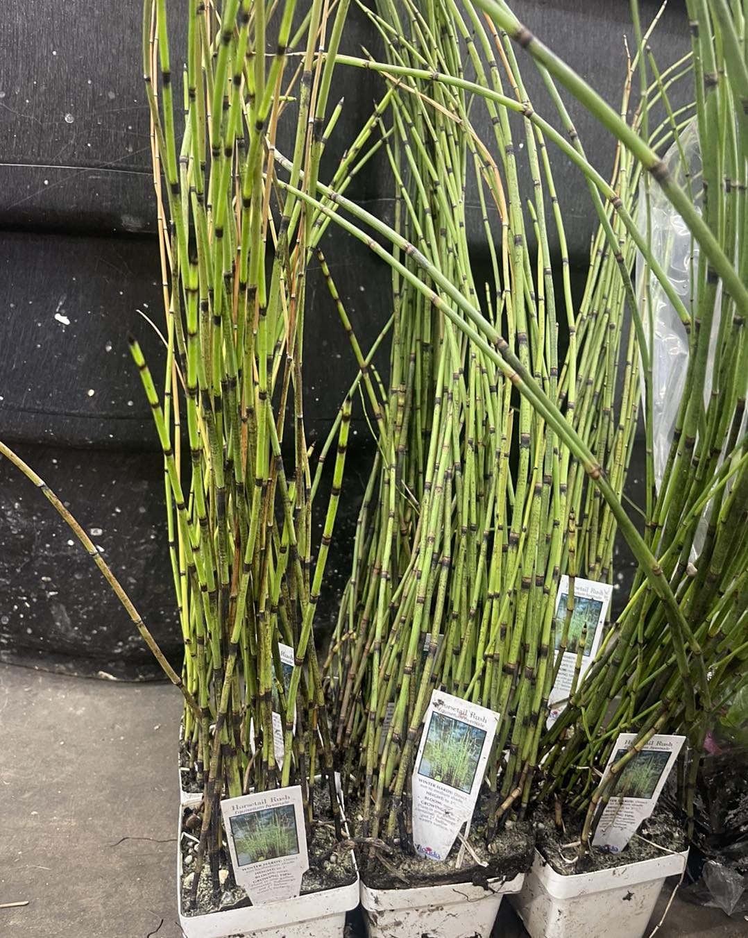 Horsetail Rush