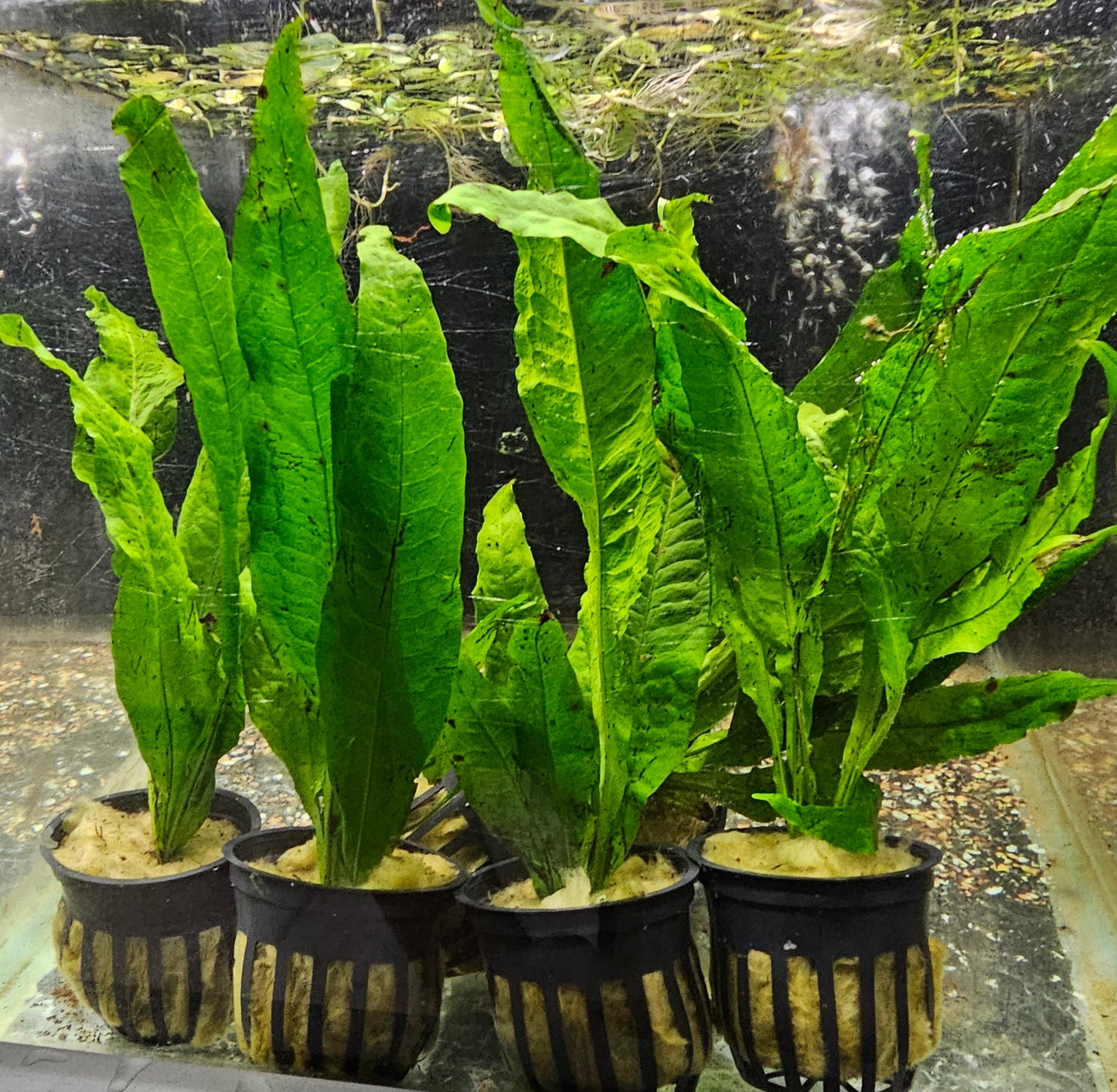 Java Fern