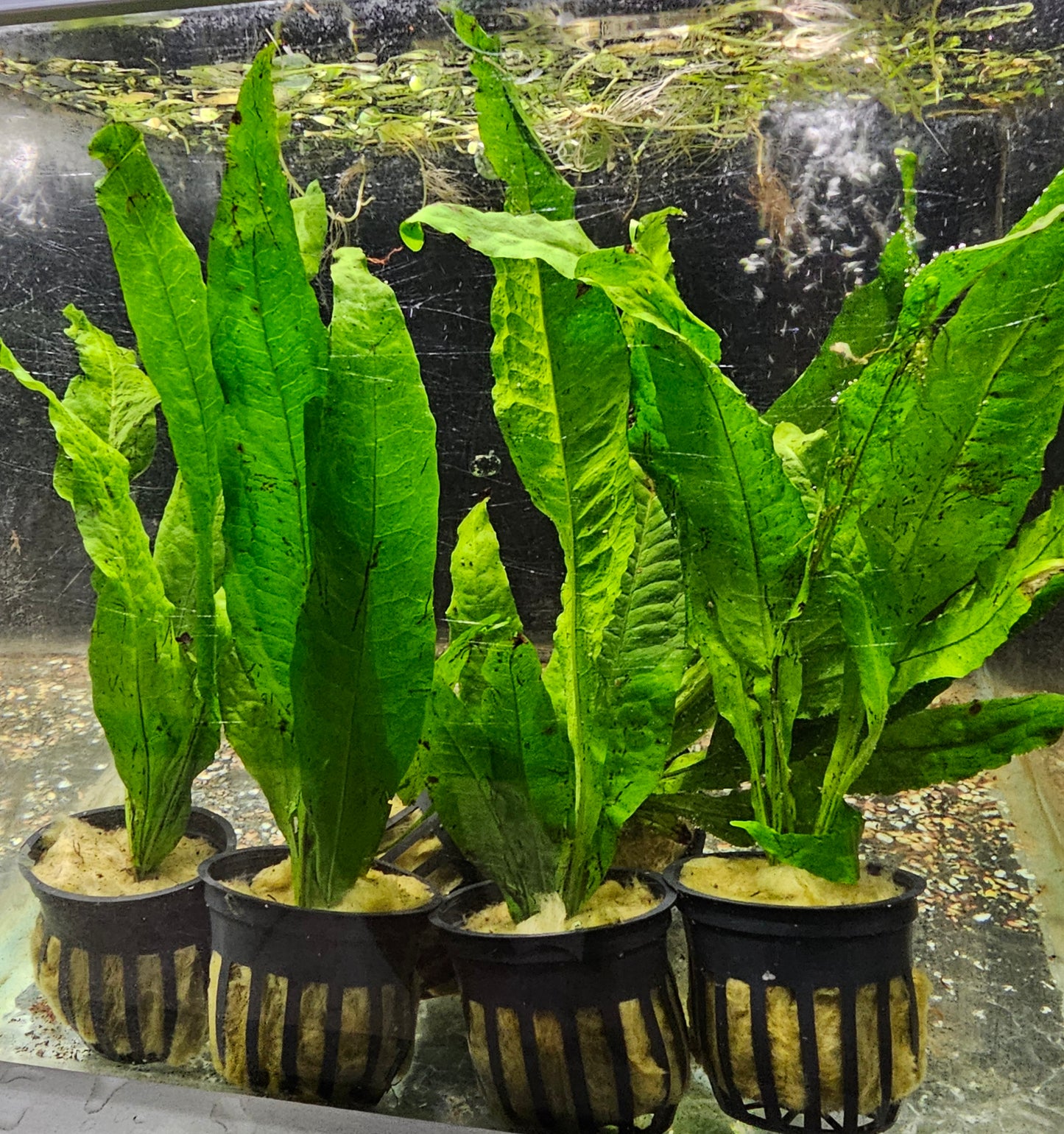 Java Fern