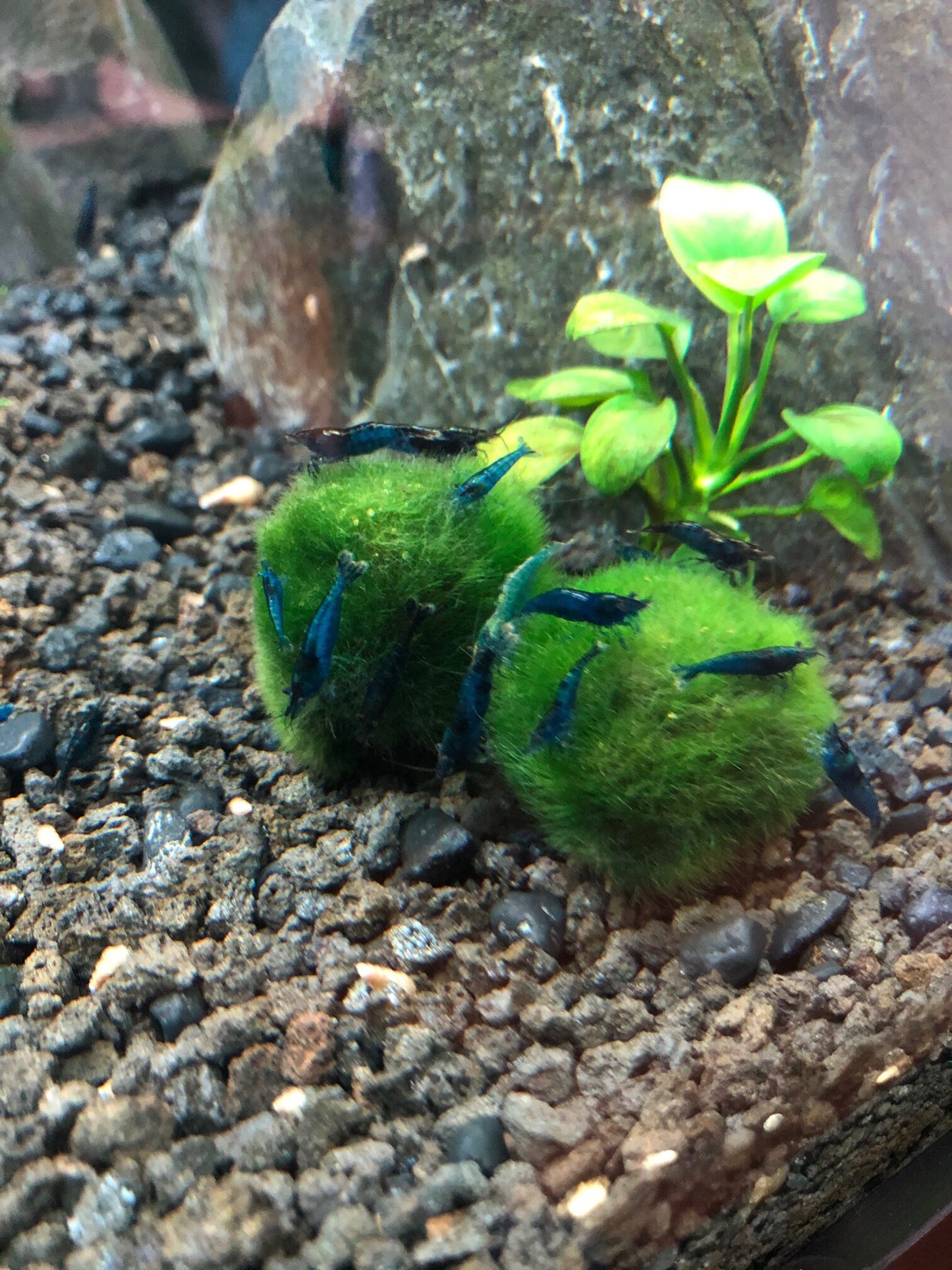 Moss Ball - Medium