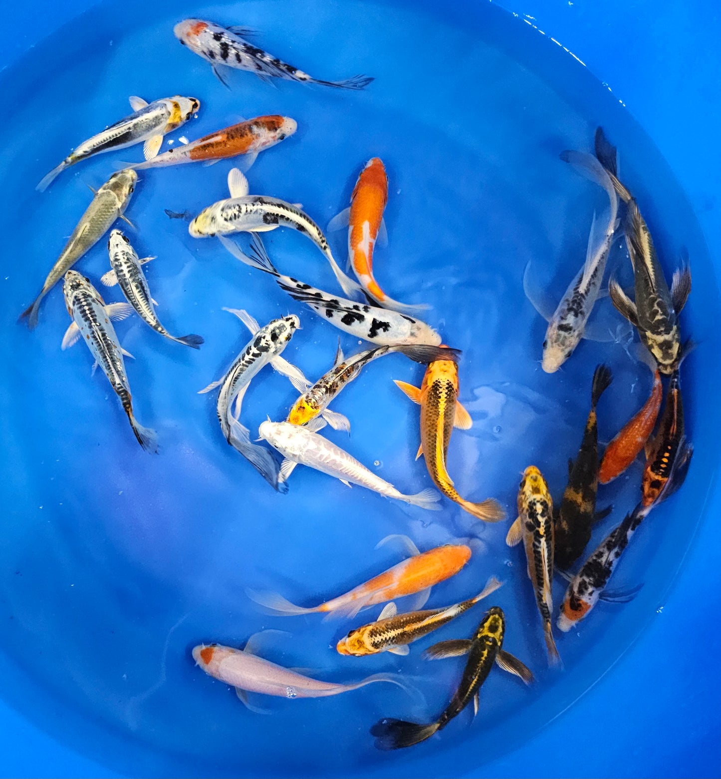 Premium Grade Domestic Koi