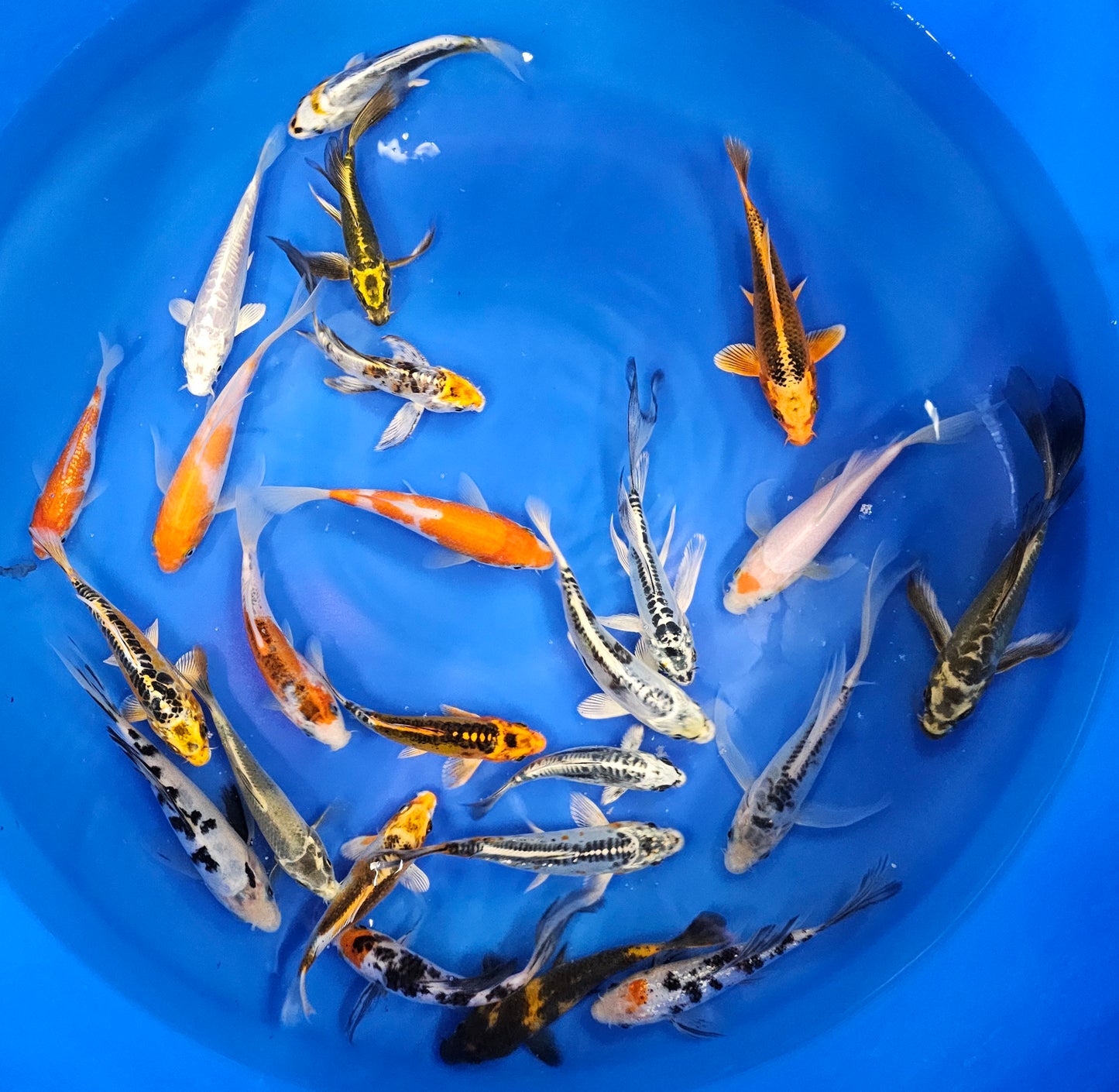 Premium Grade Domestic Koi