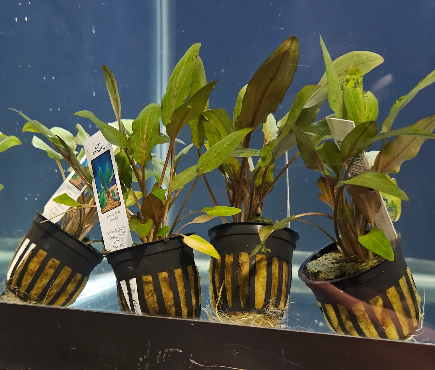 Cryptocoryne Wendtii