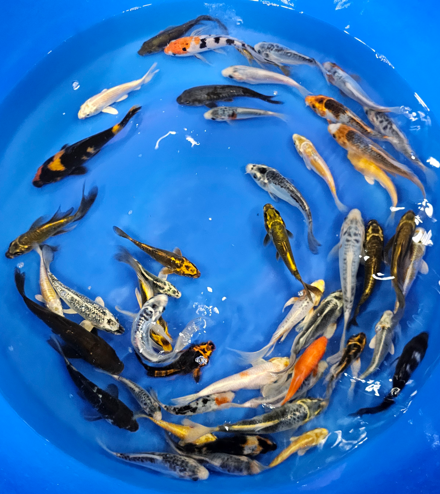 Select Grade Domestic Koi