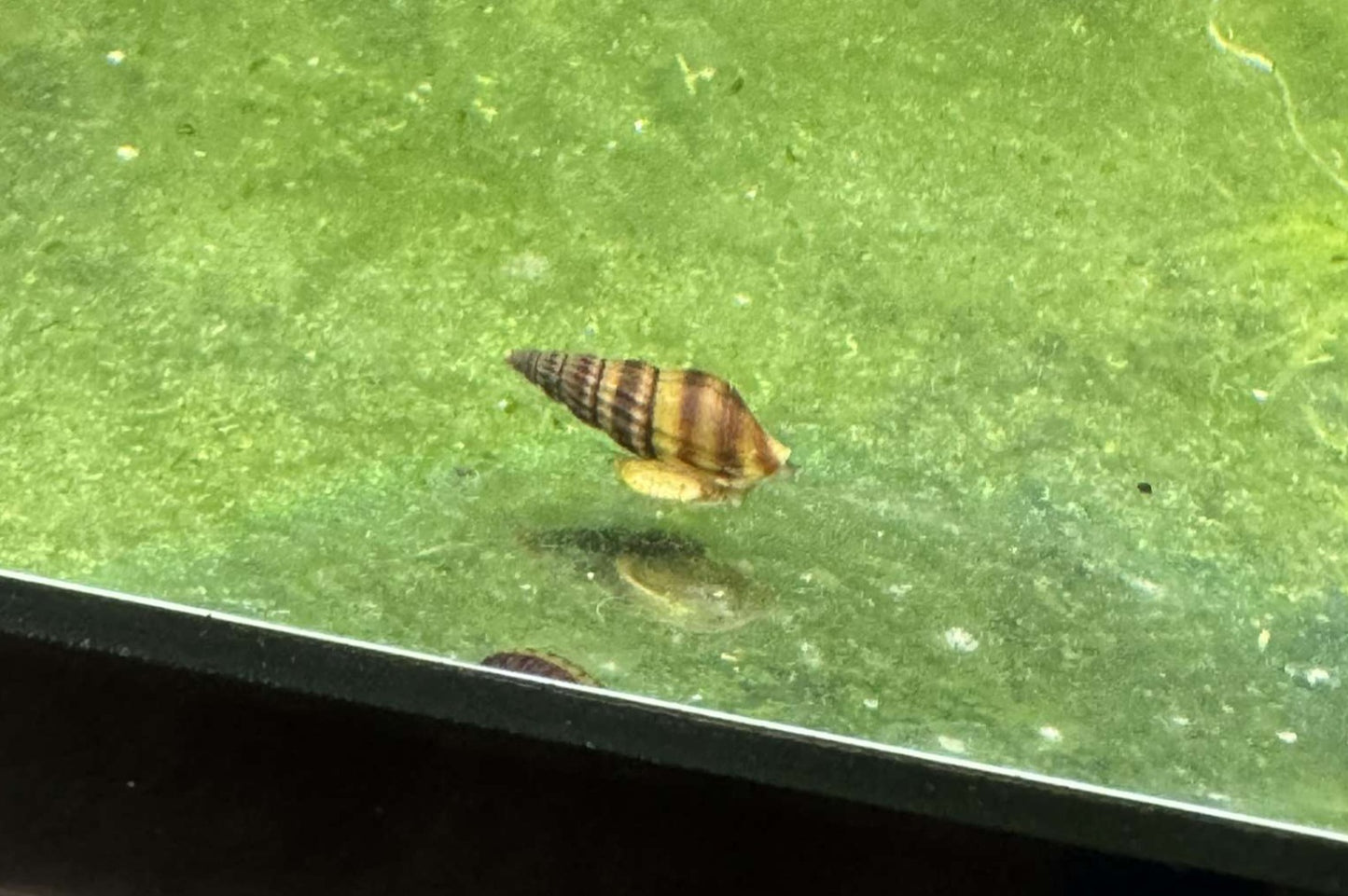 Assassin Snail (Clea helena)