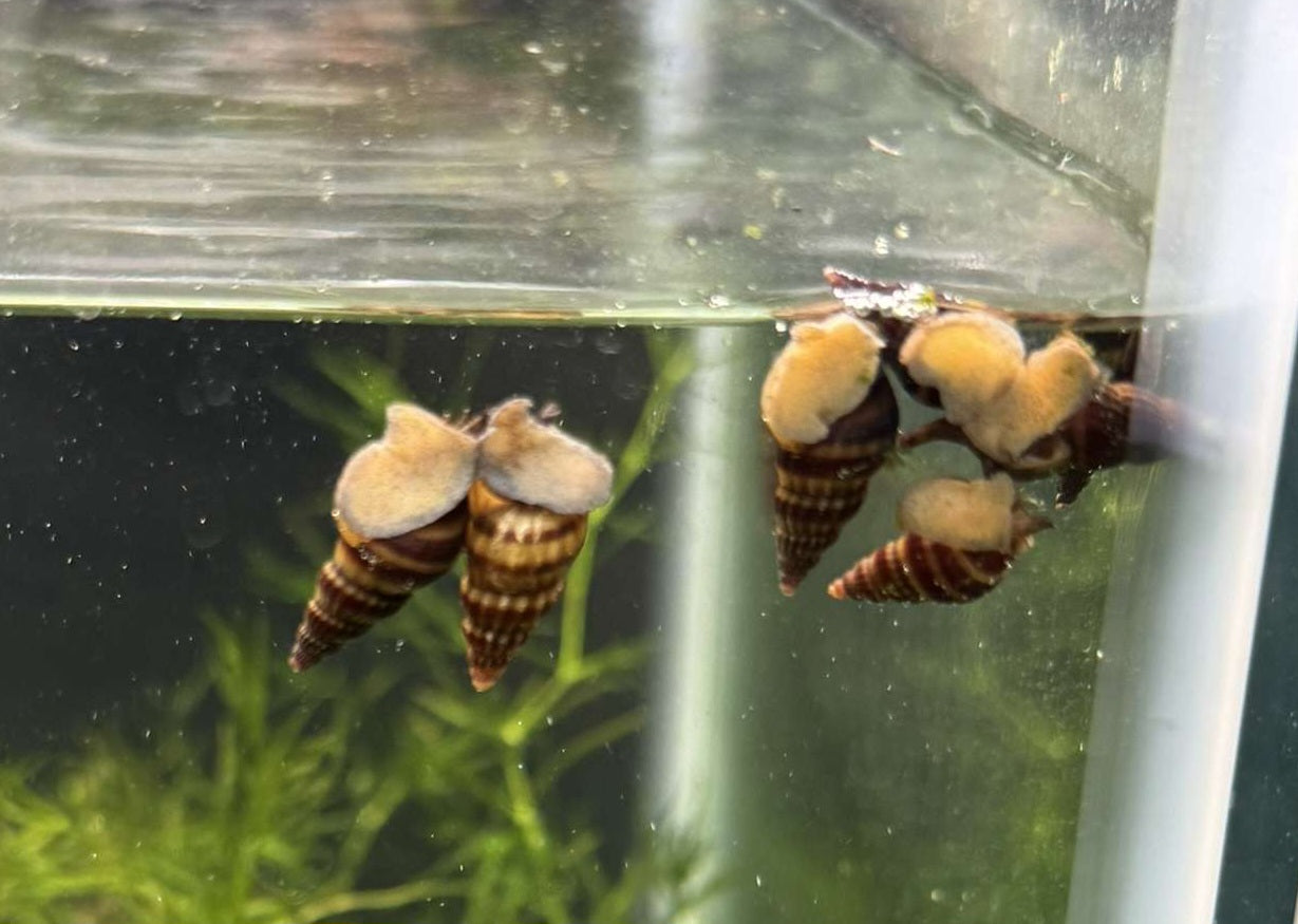 Assassin Snail (Clea helena)