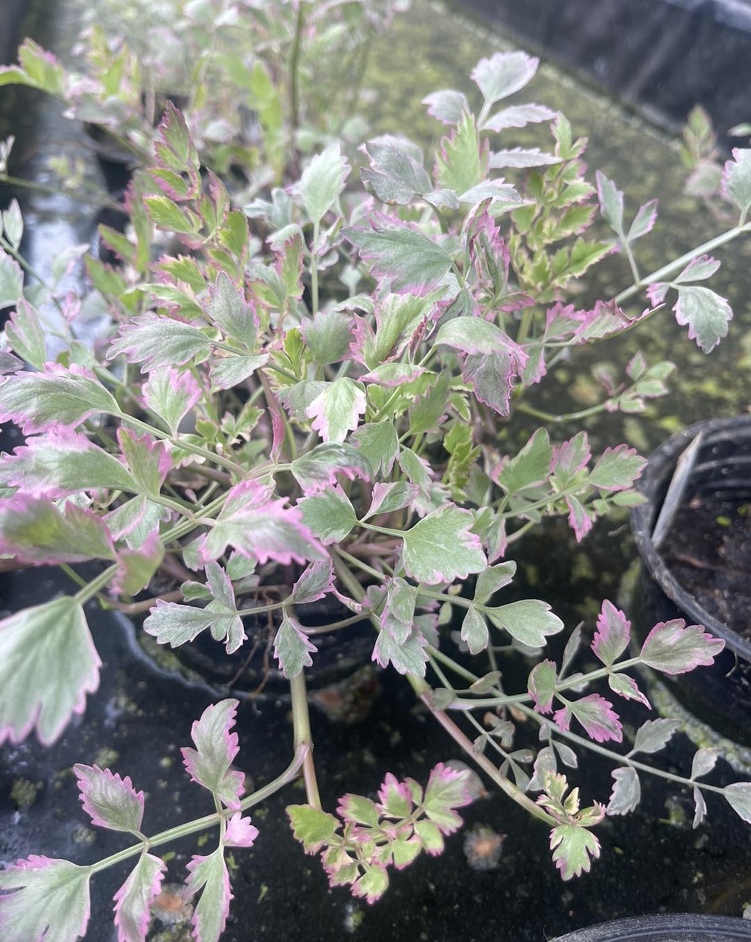Variegated Water Celery