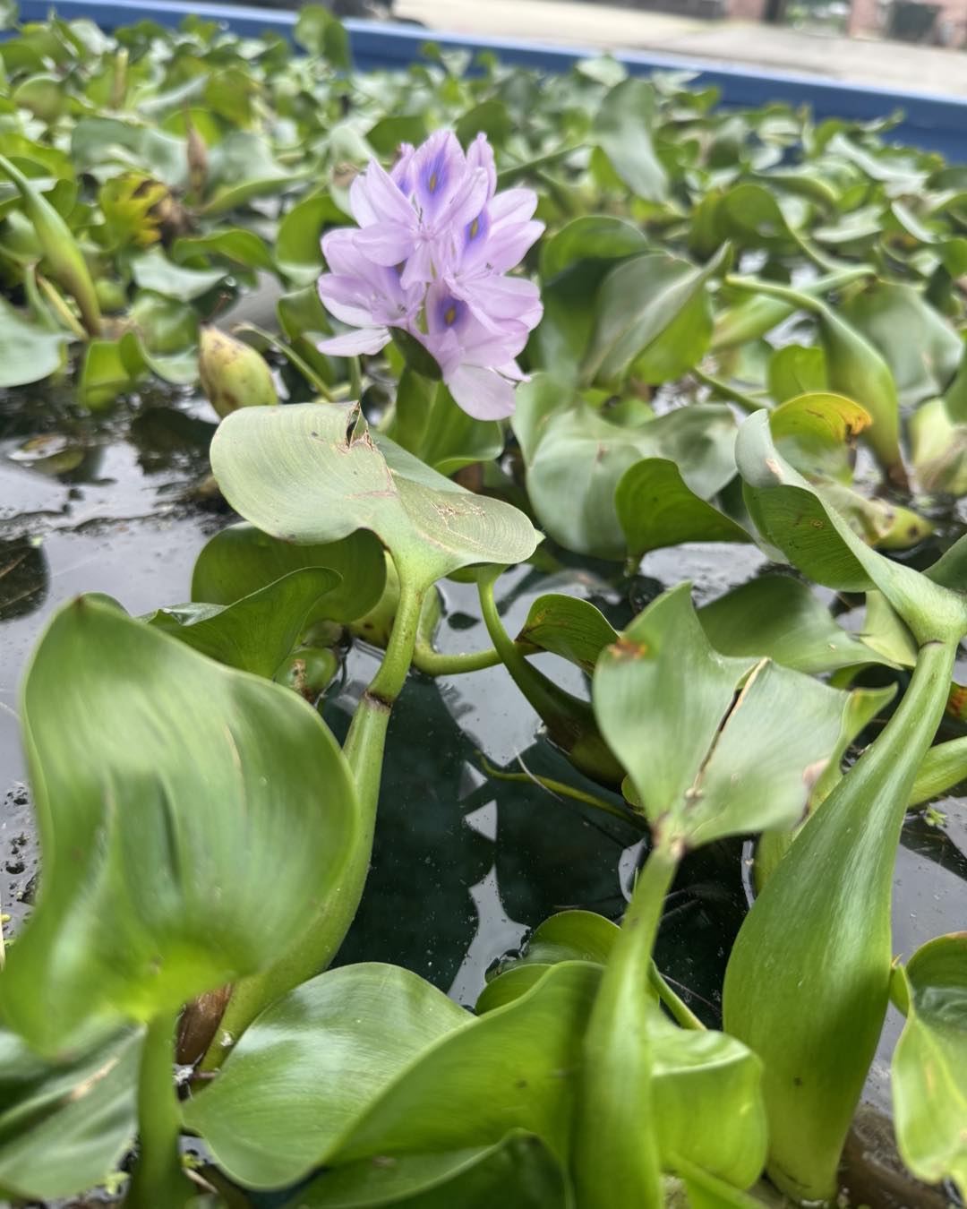 Water Hyacinth (3)
