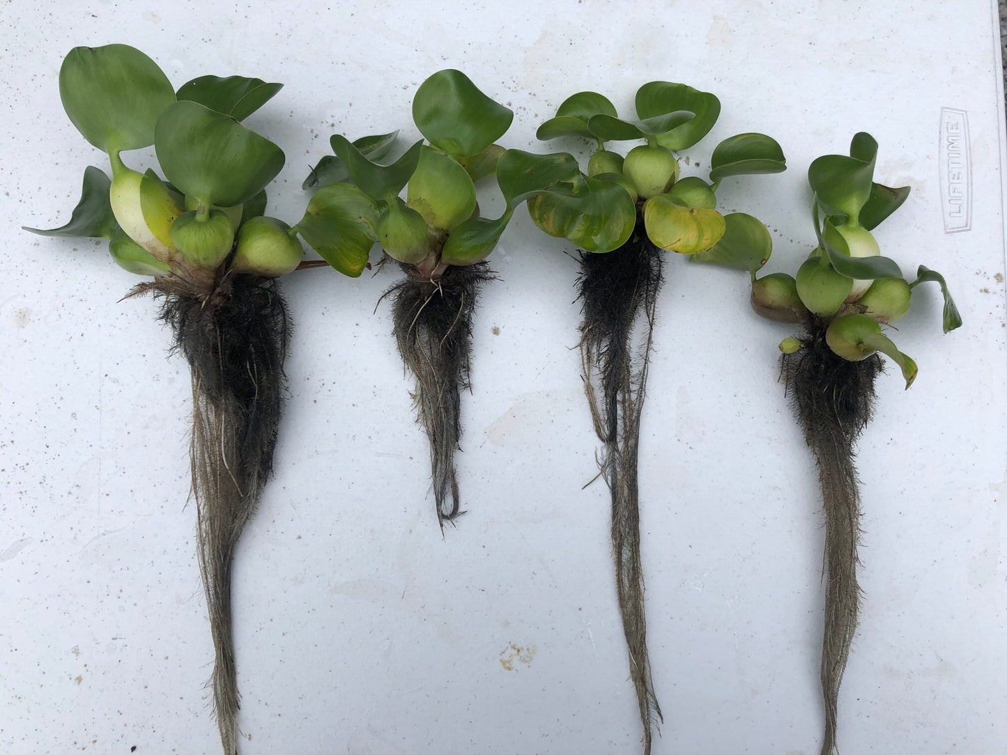 Water Hyacinth (3)