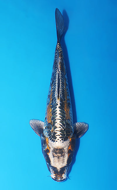 Kin Kikokuryu