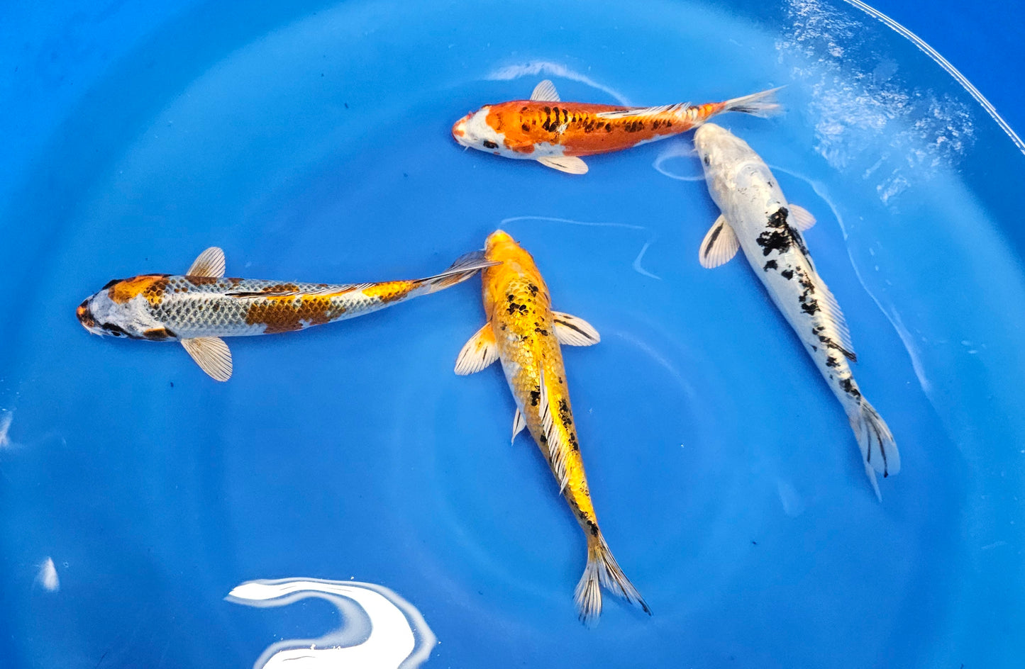 Select Grade Domestic Koi