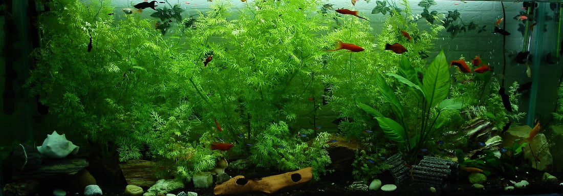 A Beginner's Guide To Setting Up a Planted Aquarium