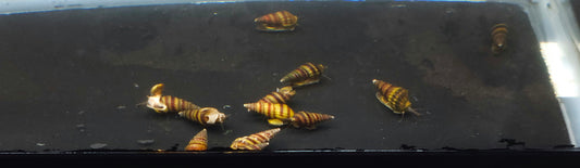 Assassin Snail (Clea helena)