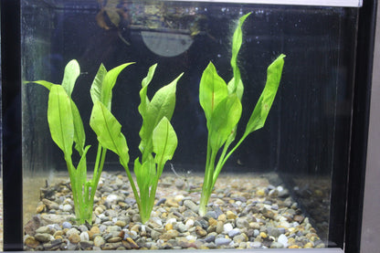 amazon sword plant seeds Amazon Sword Plant – Flowing Oasis