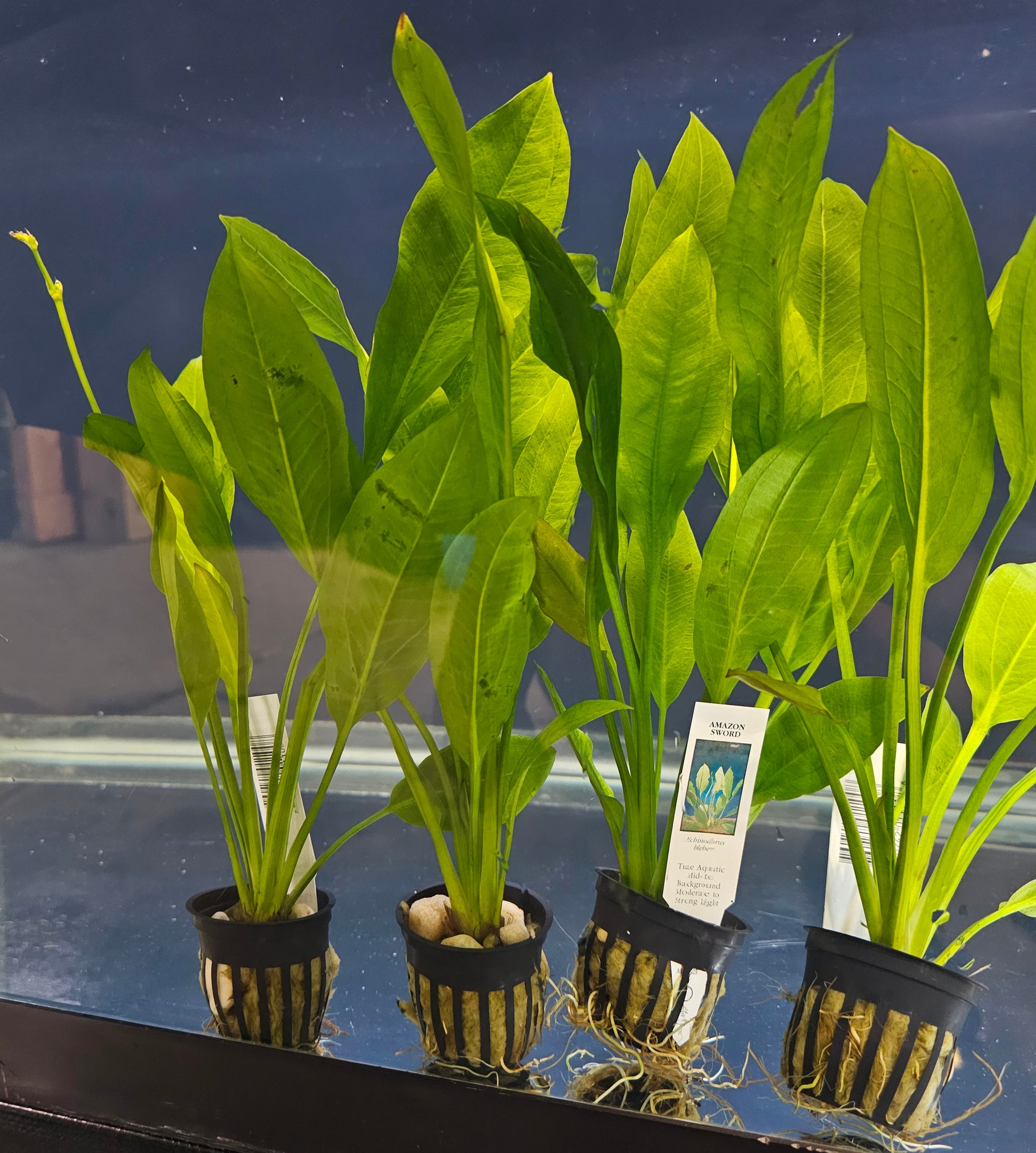 plastic amazon sword plant Amazon Sword Plant – Flowing Oasis