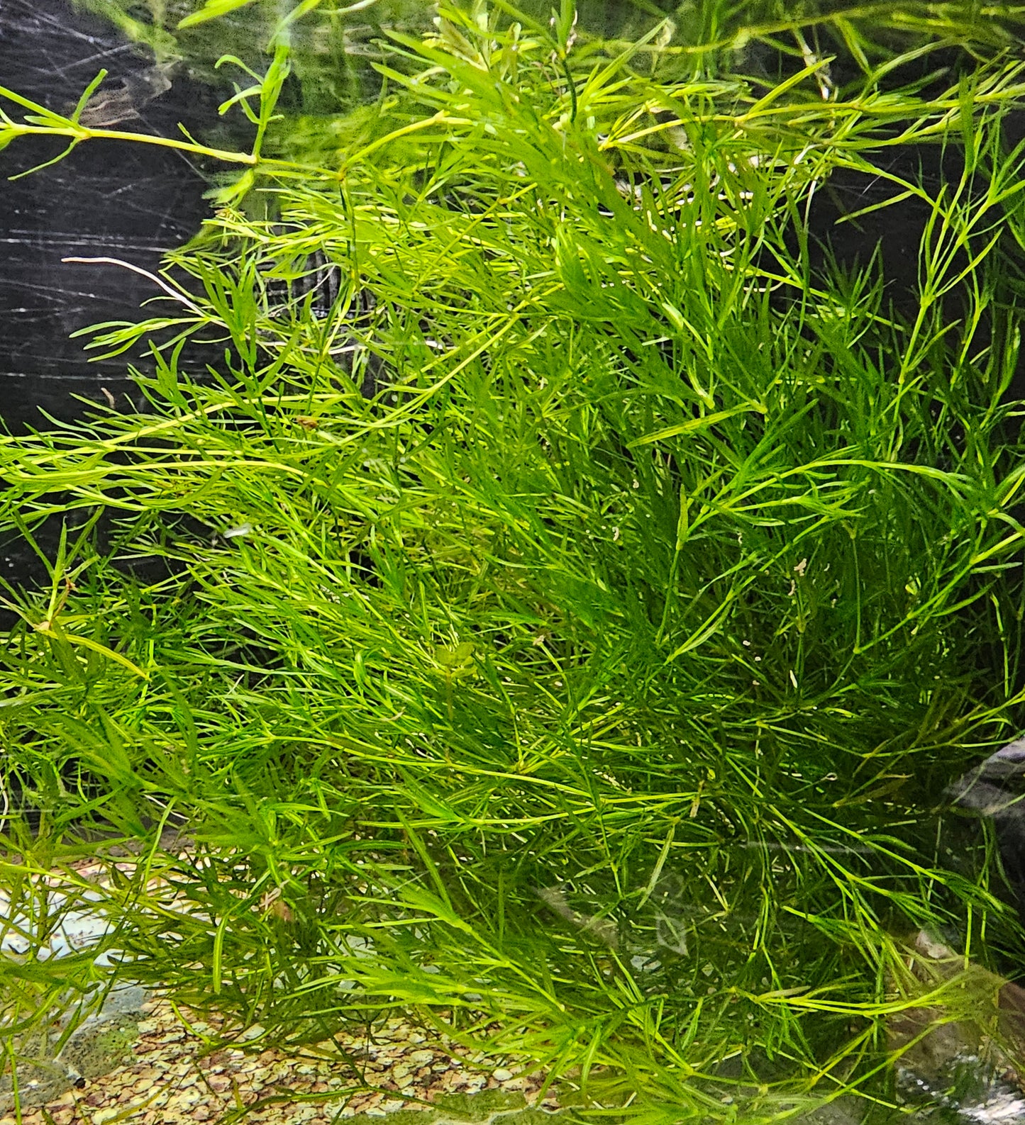 Guppy Grass (2oz)