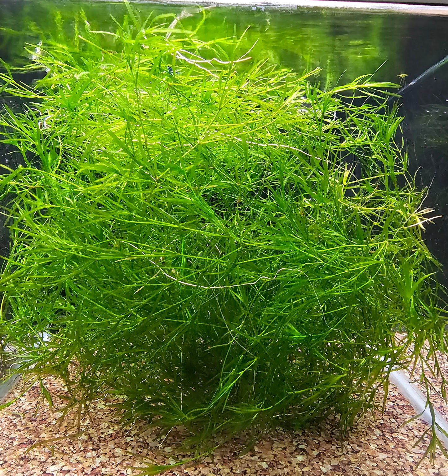 Guppy Grass (2oz)