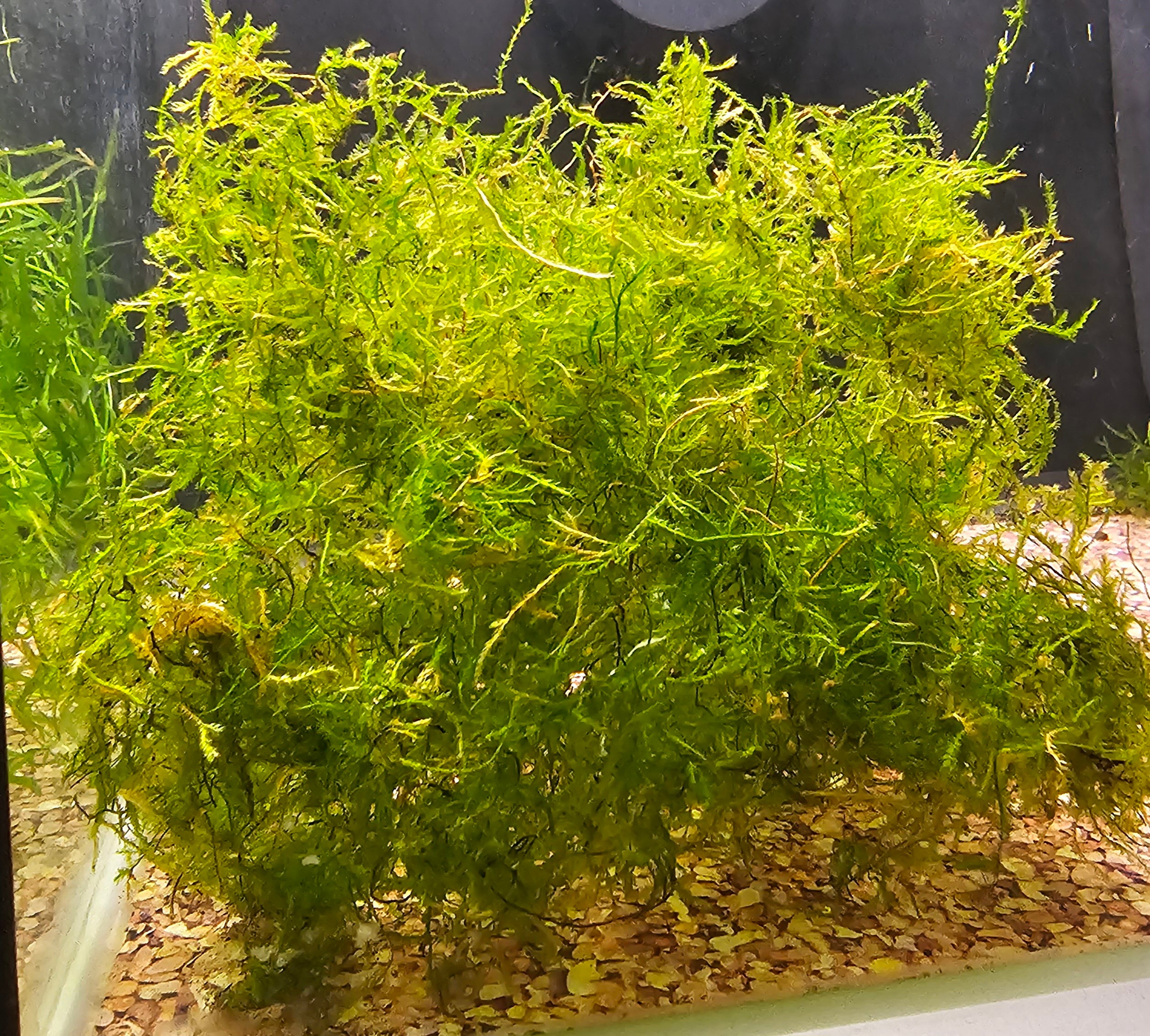 Java Moss Bridge Java Moss – Flowing Oasis