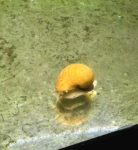 Gold Mystery Snail (Pomacea bridgesii)